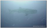 Filippine 2015 Dive Boat Pinuccio e Doni - 247